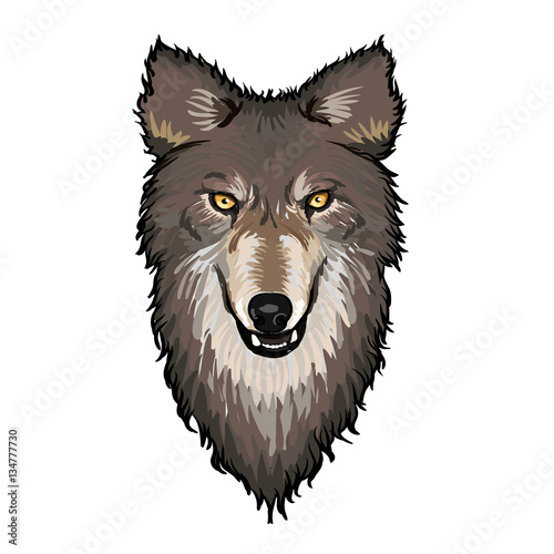 Gray Wolf Head 