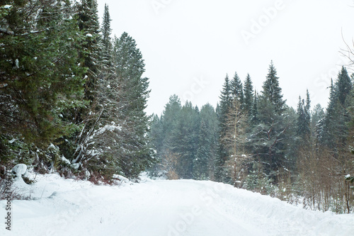 Trees in a winter and snow