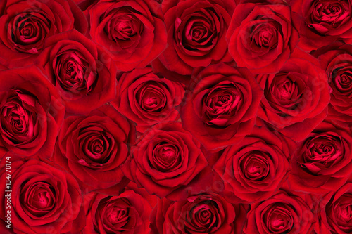 Valentine  wedding background  made of red roses.