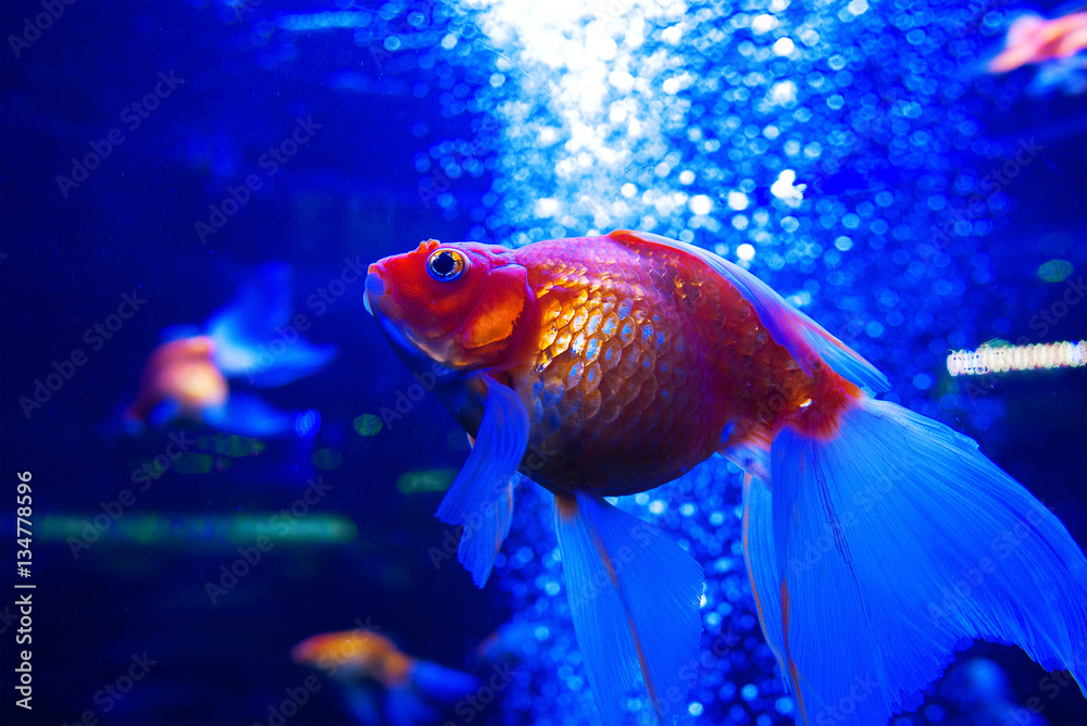 goldfish ryuikin diving underwater in aquarium on blue background