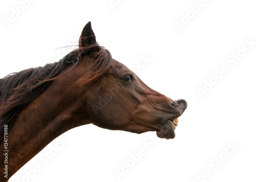 Dark bay horse exhibiting flehmen response with his upper lip curled up  on white background