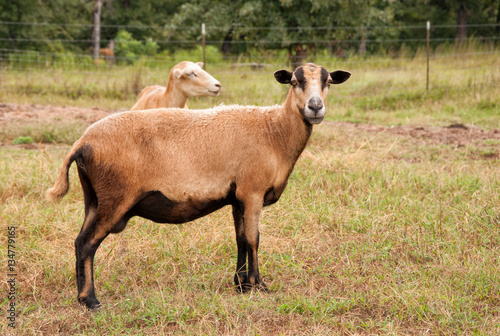 Barbados Blackbelly ewe in pasture photo