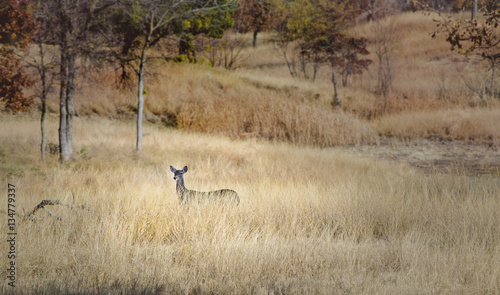 Fototapeta Naklejka Na Ścianę i Meble -  Deer in the Fall Meadow