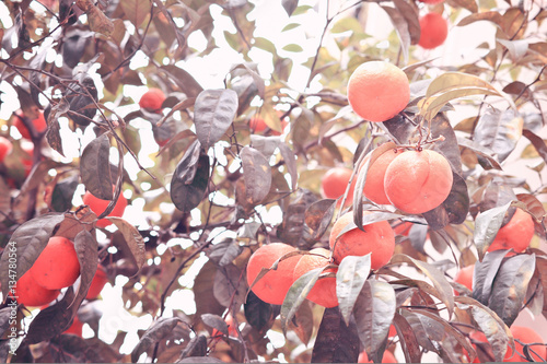 Ripe tangerine fruits on the tree. soft toned photo