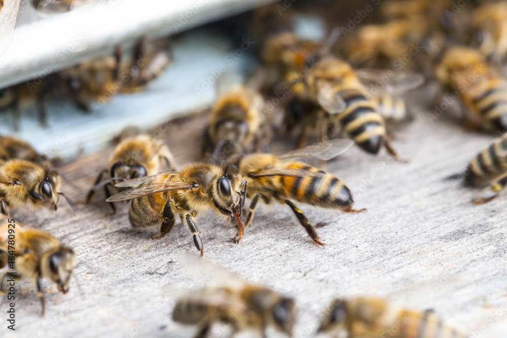 Honey bees Honey bees