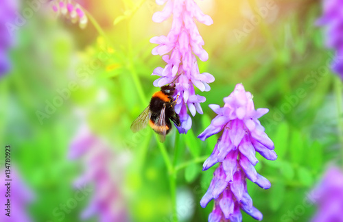 Bumblebee on the flowers of wild vetch.
