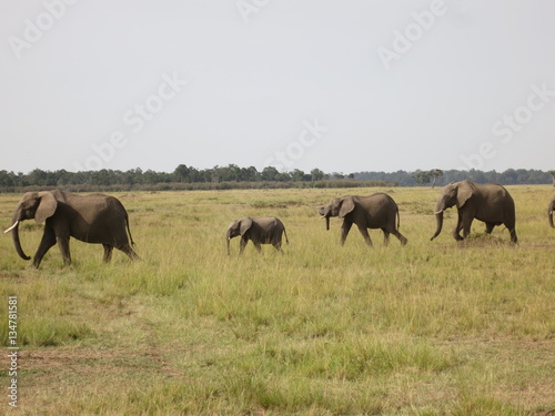 Photography A heard of elephants in an African Savannah