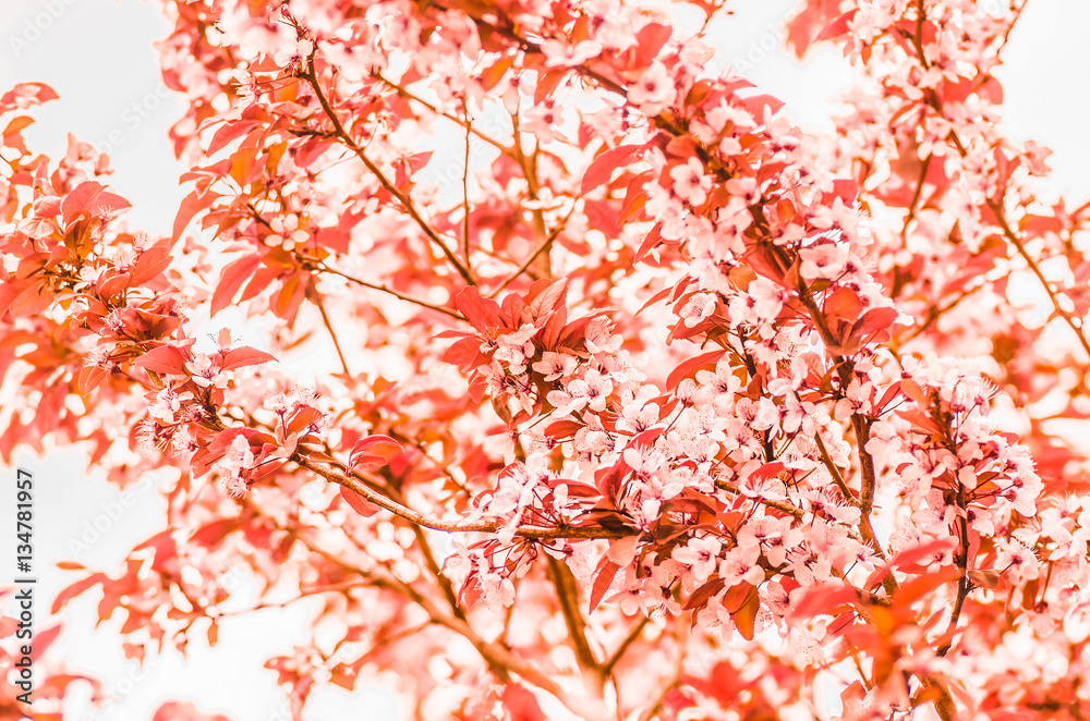 flowers and young leaves of cherry wood sakura flowers and young leaves of cherry wood sakura