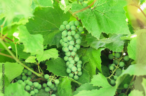 white grapes ripening on the vine