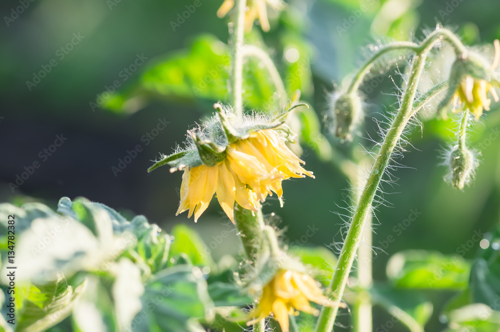 blooming tomato, spring, agricultural background