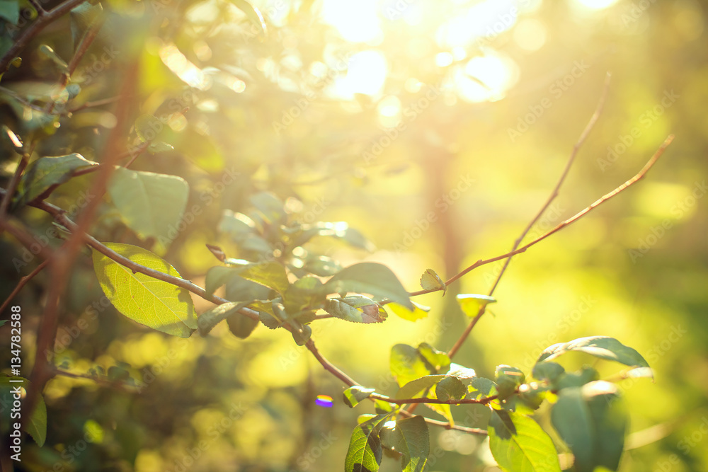 Obraz premium Nature spring blurred background: leaves and branches