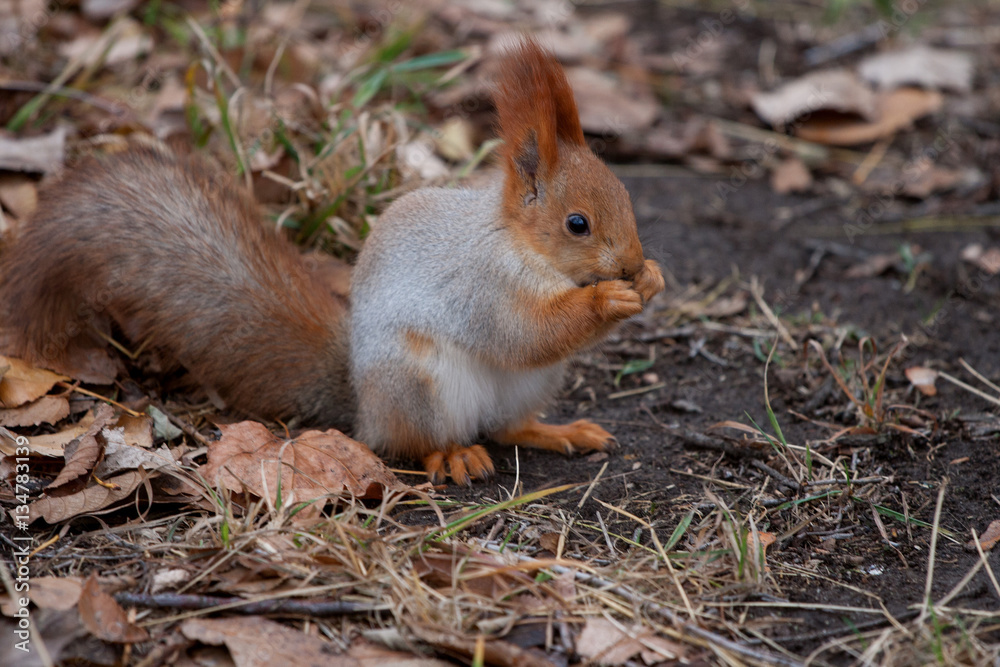 squirrel eats in the autumn garden squirrel eats in the autumn garden