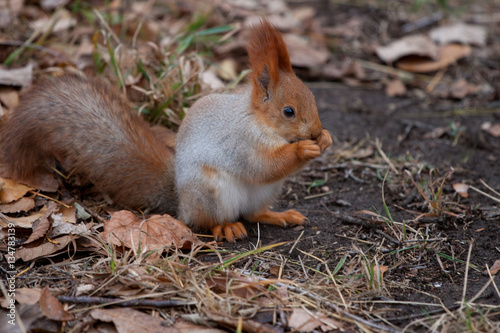 squirrel eats in the autumn garden