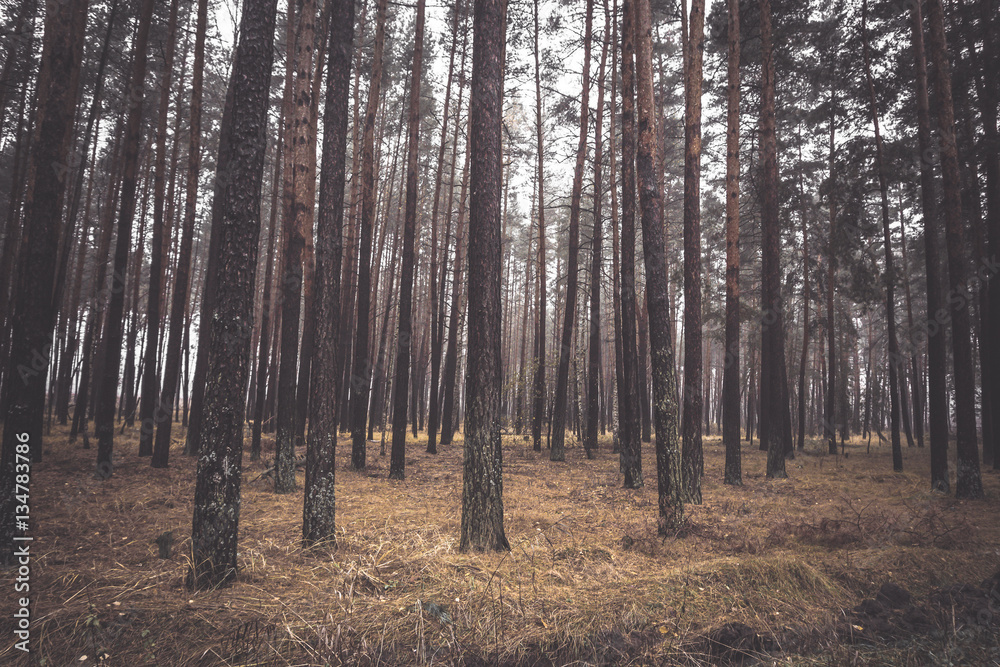 Trees in forest park. Autumn landscape. Moody toned picture Trees in forest park. Autumn landscape. Moody toned picture
