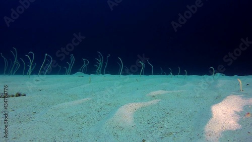 Underwater Beautiful Garden Eels. Picture of garden eels (Gorgasia sillneri) in the tropical reef of the Red Sea, Dahab, Egypt. photo