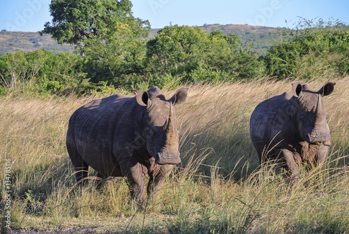 Rhino's in South Africa