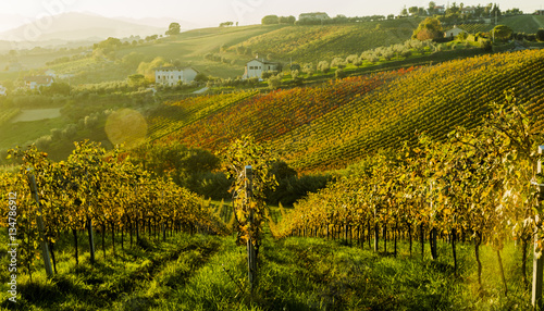 View of vineyards in autumnal colors ready for harvest and production of wine.