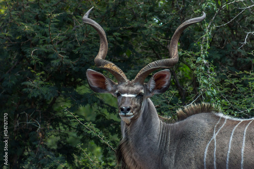 Greater Kudu