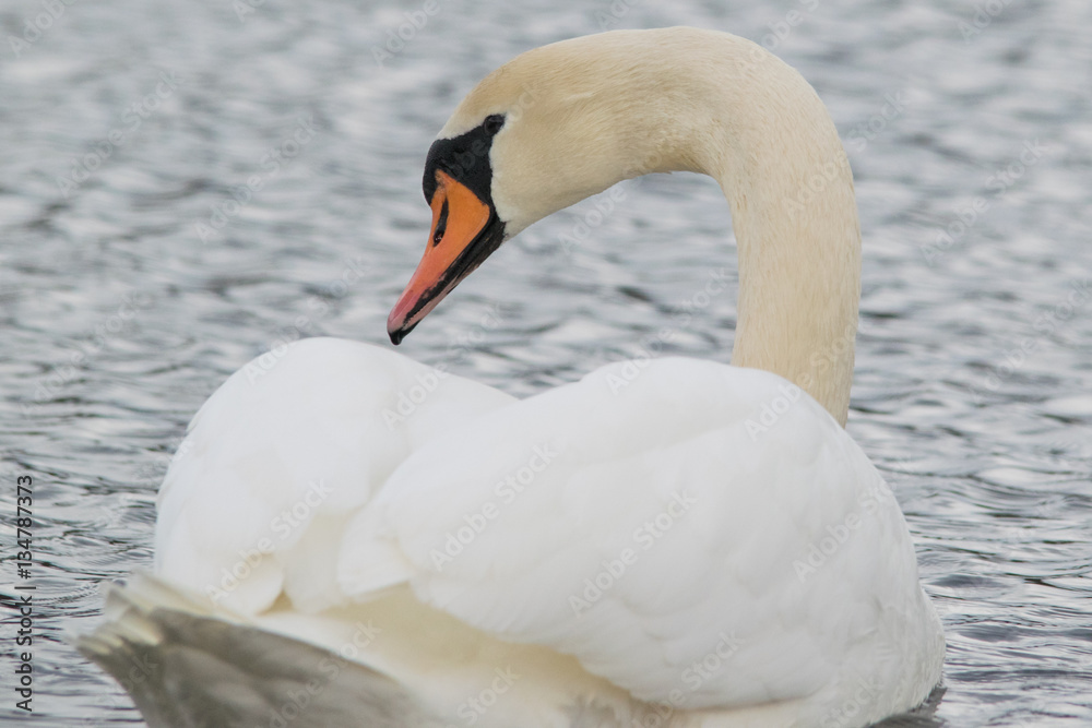 Naklejka premium Over the Shoulder