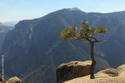 A young Whitebark Pine (Pinus albicaulis) tree growing at the edge of a cliff. Photographed at Upper Yosemite Fall, Yosemite National Park.
