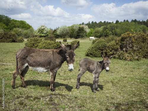 Donkey with foal in the New Forest