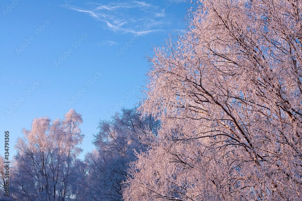 Frosty branches