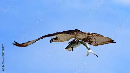 Osprey  Sea Hawk  in flight against blue sky  with a fish  Sanibal Island  Florida  USA