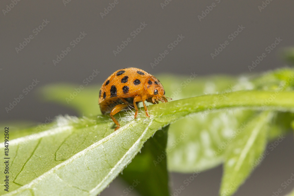 Fototapeta premium Ladybug in leaf