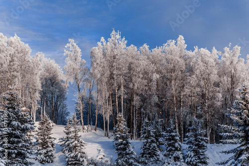 Winter Trees © Jonathan
