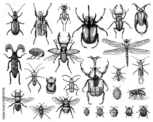 big set of insects bugs beetles and bees many species in vintage old hand drawn style engraved illustration woodcut