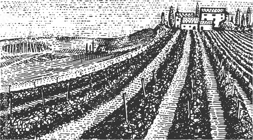 Vintage engraved, hand drawn vineyards landscape, tuskany fields, old looking scratchboard or tatooo style