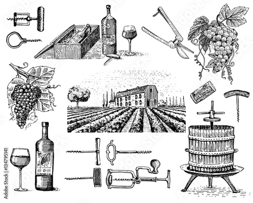 wine harvest products, press, grapes, vineyards corkscrews glasses bottles in vintage style, engraved hand drawn
