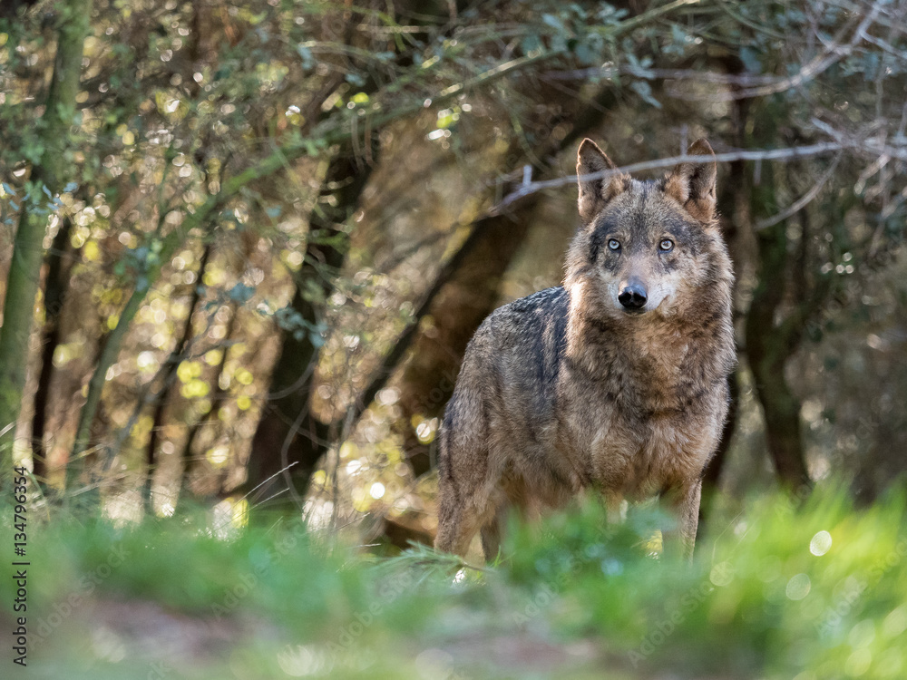 Female iberian wolf (Canis lupus signatus) in a nice forest