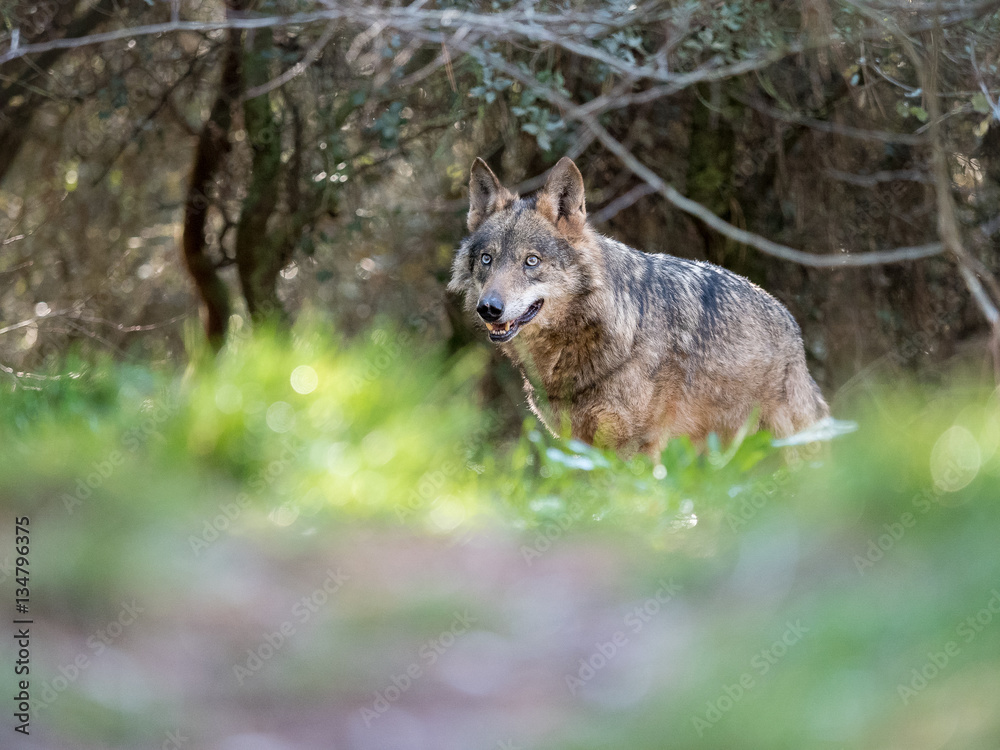 Female iberian wolf (Canis lupus signatus) in a nice forest Female iberian wolf (Canis lupus signatus) in a nice forest