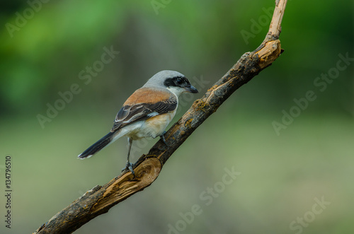 Bay-backed Shrike Bird perching on a branch © forest71