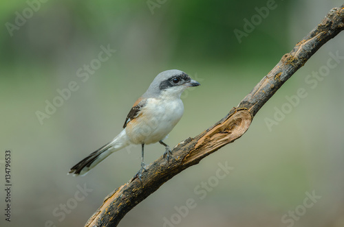 Bay-backed Shrike Bird perching on a branch