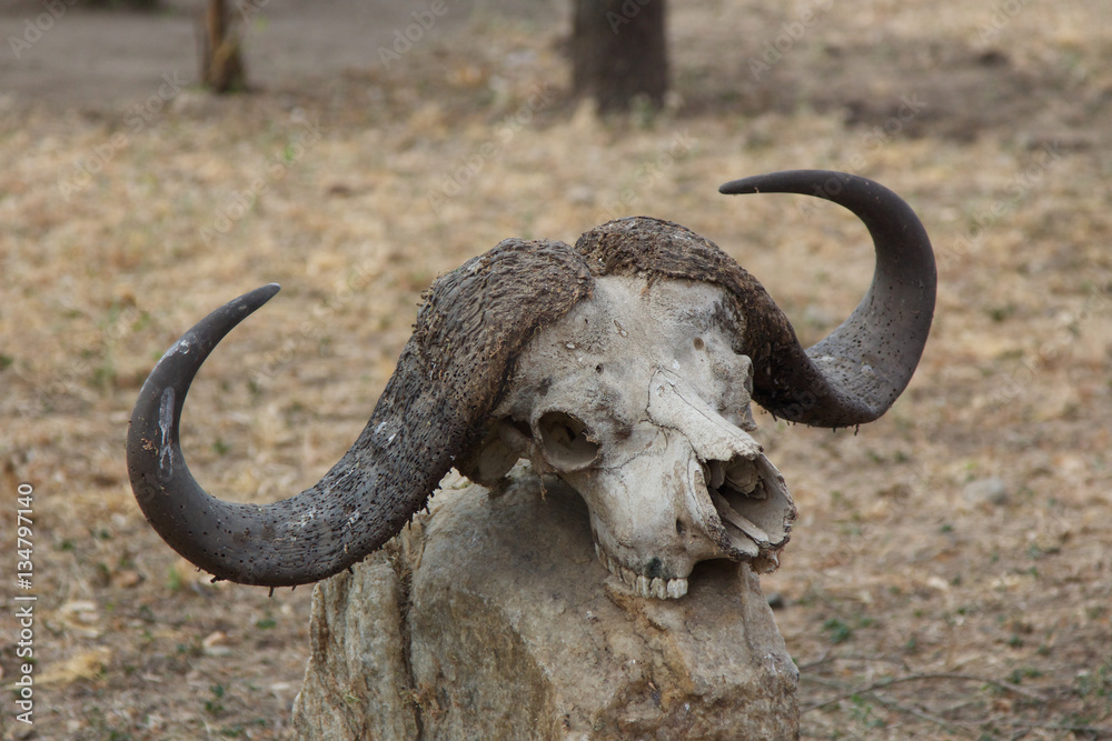 Obraz premium A Buffalo Skull