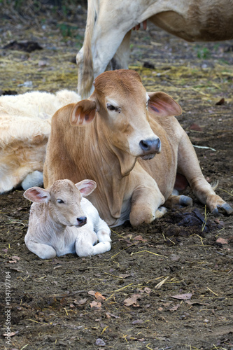 Image of a cow relax on nature background. Farm Animam.