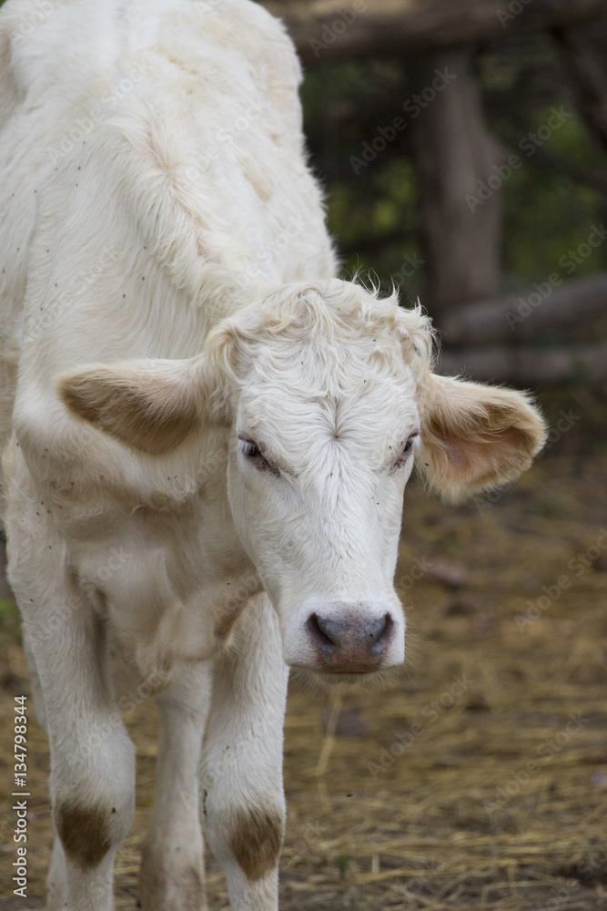 Image of brown cow on nature background. Farm Animam. Image of brown cow on nature background. Farm Animam.
