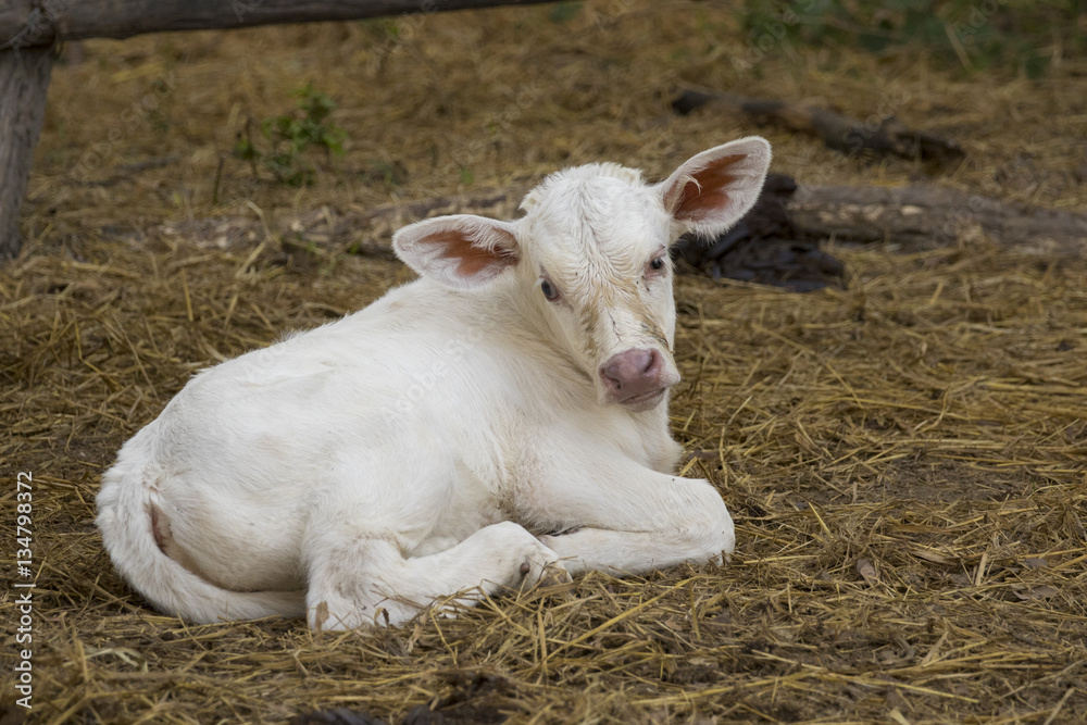 Image of calf on nature background. Farm Animam. Image of calf on nature background. Farm Animam.
