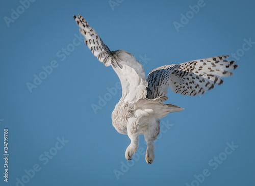 Snowy owl in flight