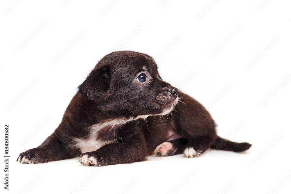 Cute not purebred grief. Pets need our support and care. The owner search. Cute not purebred grief. Pets need our support and care. The owner search.