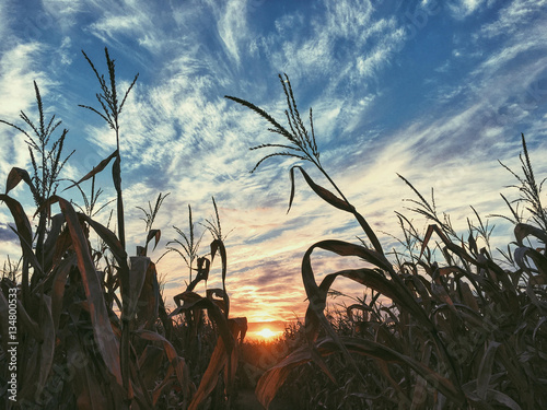 Sunset in Corn Maze