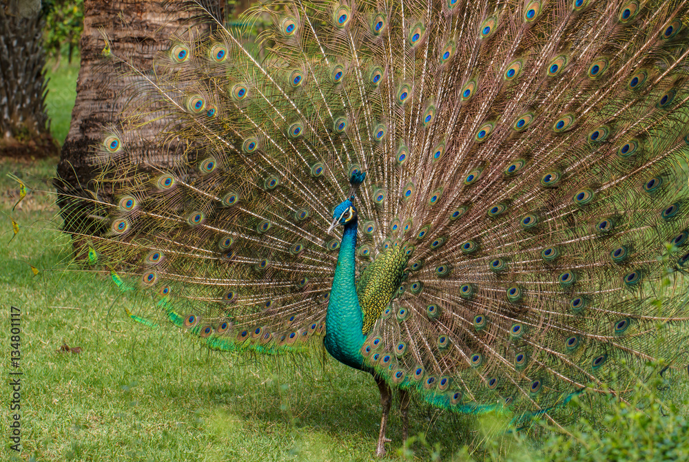 Obraz premium beautiful peacock with feathers outstretched 