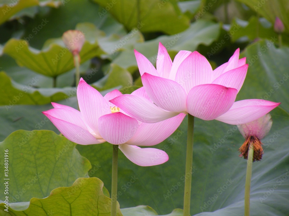 Obraz premium Blossom flower warm light. Lotus flower beautiful lotus.