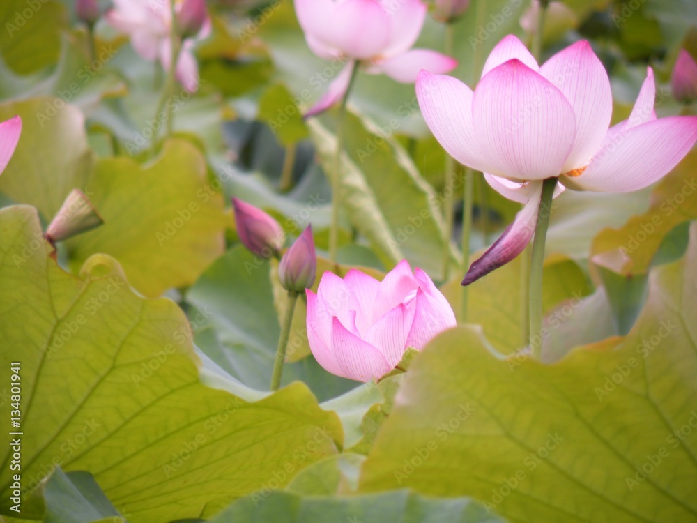 Flower hibiscus, shoe flower at park, garden, forest. Flower hibiscus, shoe flower at park, garden, forest.