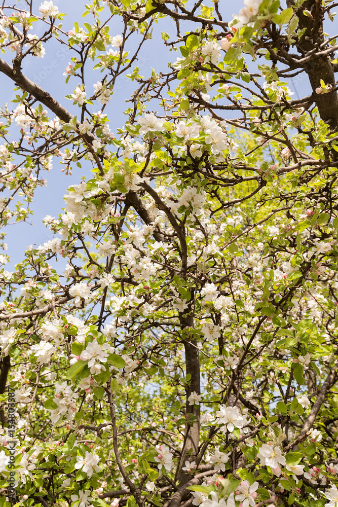 apple flower on the branches apple flower on the branches