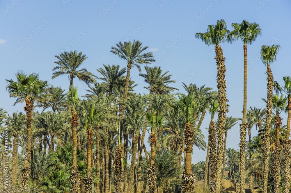 The palm tree with blue sky background The palm tree with blue sky background