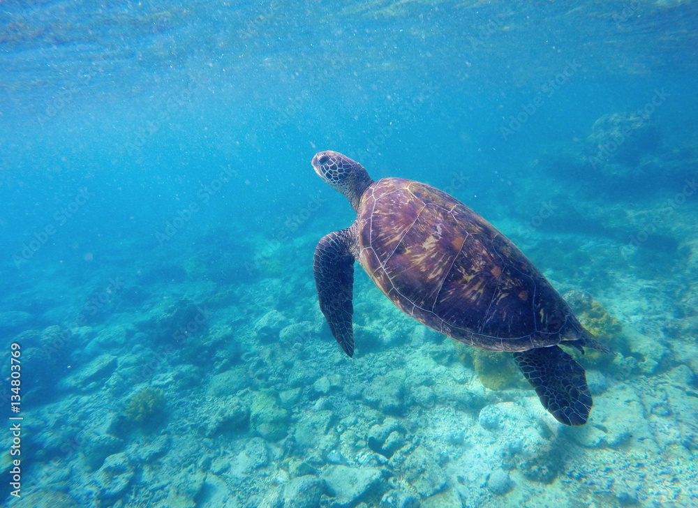 Underwater photo of sea tortoise with text place Underwater photo of sea tortoise with text place