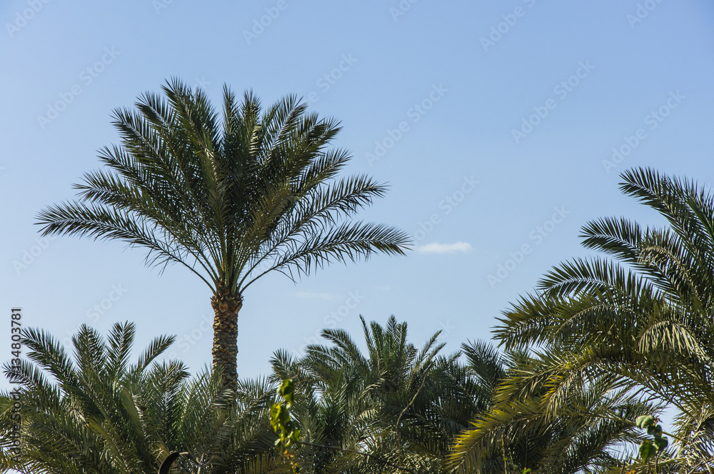 The palm tree with blue sky background 